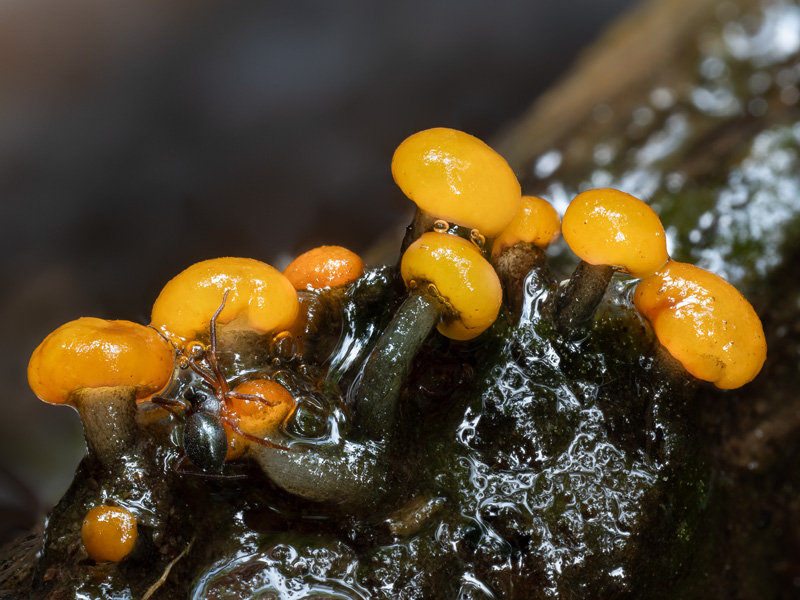 Vibrissea truncorum